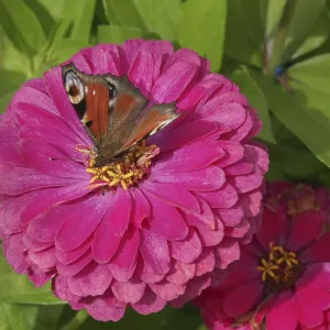 Zinnias (Zinnia), and butterfly Zinnias (Zinnia), and butterfly