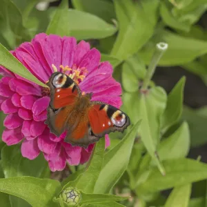 Zinnias (Zinnia), and butterfly Zinnias (Zinnia), and butterfly