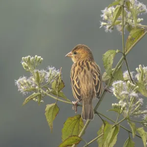 A zitting cisticola or streaked fantail warbler (Cisticola juncidis)