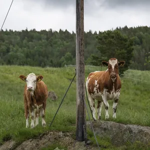 Zwei Kuhe stehen neugierig auf einer Weide neben einem Strommast