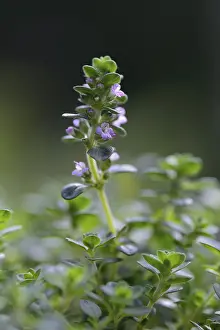 01_ (Thymus), variety Doone Valley