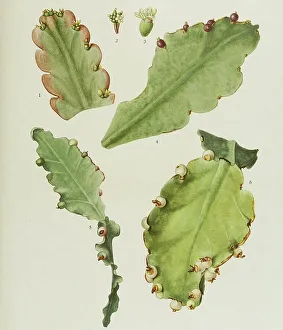1, 2, 3, 4. rhipsalis russellii, 5