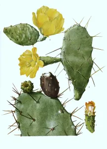 1, 2. schumannii, 3. Opuntia vulgaris, 4