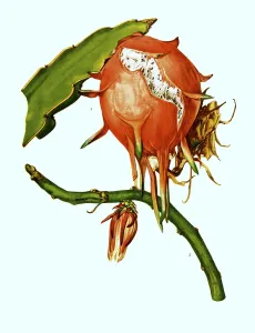 1. 2. Wilmattea minutiflora, Kaktus