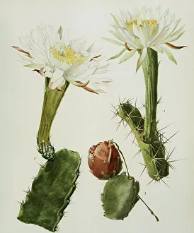 1. acanthocereus pentgonus, 2, 3