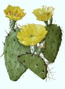 1. atrispina, 2. Opuntia phaeacantha, 3