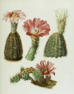 1. echinocereus pentalophus, 2
