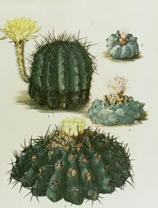 1. Echinopsis aurea, 2. Copiapoa coquimbana