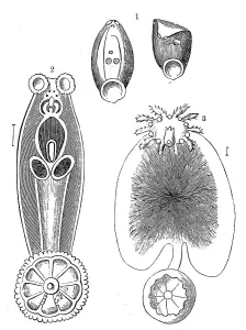 1. epibdella, 2. trochopus, 3. cyclatella