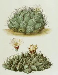 1. gymnocalydium saglione, 2. 3