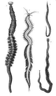 1. heteronereis, worm, 2. phyllodoce laminosa
