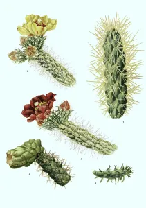 1. (Opuntia) (tunicata), 2-5, Opuntia spinosiorKaktus