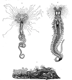 1. tubes of Hermella alveolata