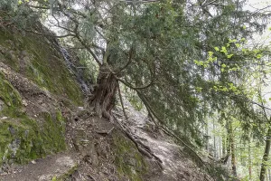 The 1000-year-old yew tree (Taxus) on the Lederberg in Schlottwitz in the Muglitz Valley