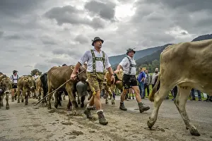 16. 09. 2022. Almabtrieb, cattle seperation in Thalkirchdorf
