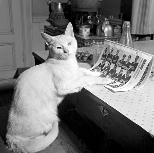 In the 1950s. A cat is pictured sitting at a table with it's feet on the page of a football magazine with a team