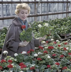 In the 1950s. A woman in a greenhouse is holding two geraniums