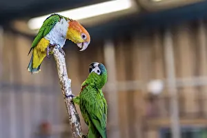 2 arguing Carolina Parakeet parrots on perch with blurred background