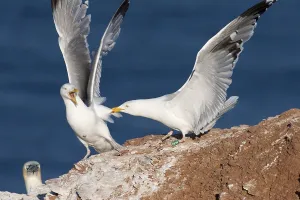 2 arguing herring gulls (Larus argentatus)