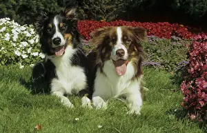 Two 2 Border Collie, FCI, Standard No. 297