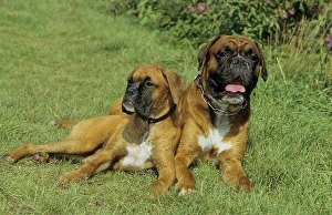 Two 2 Boxers, 3 years, Boxer, 5 mon