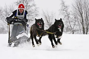 2-dog team of Huskies, Winterberg Sled Dog Races 2010