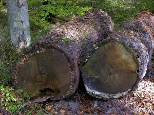 2 felled oak trunks in the forest