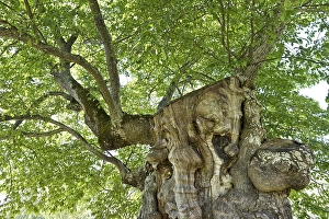 200 year old elm, model for the lemonade tree of Pippi Longstocking