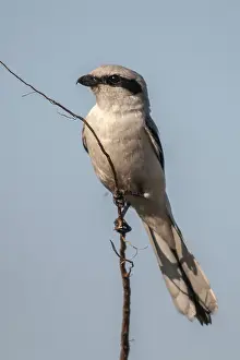 2009, Brandenburg, Germany, Great Grey Shrike