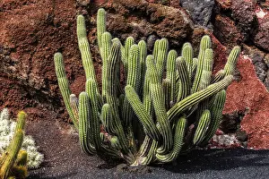 2016, Guatiza, Lanzarote, Jardin de Cactus by Cesar Manrique