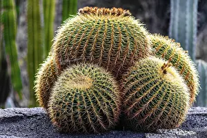 2016, Guatiza, Lanzarote, Jardin de Cactus by Cesar Manrique