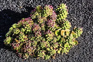 2016, Guatiza, Lanzarote, Jardin de Cactus by Cesar Manrique