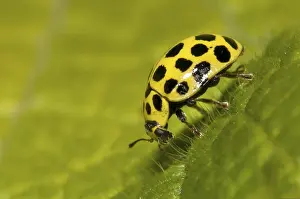 22-spot ladybird (Psyllobora vigintiduopunctata)