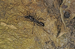 24-hour ant, 24-hour ants, bullet ant (Paraponera clavata)