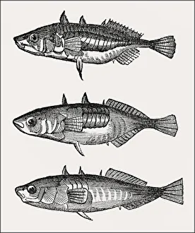 3 different types of three-spined stickleback (Gasterosteus aculeatus)