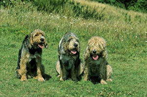 3 three puppies, otter hound, otter dog