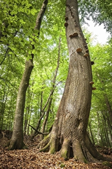 300 year old beech (Fagus sylvatica) with tree fungi