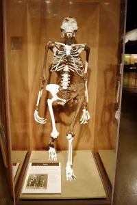3.2 million years old human ancestors actual fossils in original skeleton discovered in Ethiopia in 1974