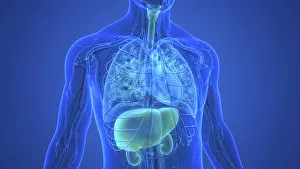 3D Illustration Concept of Human Internal Digestive Organ Liver Anatomy