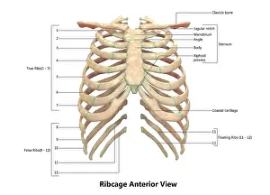 3D Illustration Concept of Human Skeleton System Rib Cage Described with Labels Anatomy
