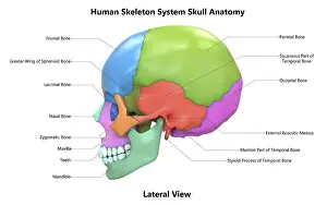 3D Illustration Concept of Human Skeleton System Skull Bone Parts Described with Labels Anatomy