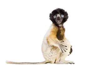 4 months old baby Crowned Sifaka sitting against white background