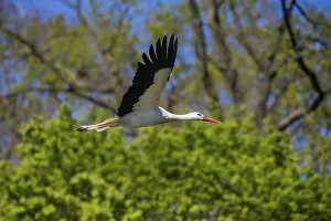 4P5A0732 White stork (Ciconia ciconia), Germany