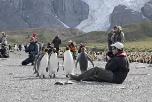 5 curious King Penguins observing a tour guide