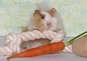 6 weeks old Angora guinea pig, female