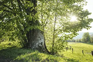 800-year-old lime tree near Frath