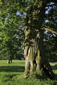 800 years old English oaks from Tunhem in Sweden in the morning light - pedunculate oak (Quercus robur)