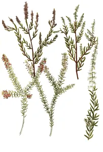A. Erica vulgaris, broom heather, b