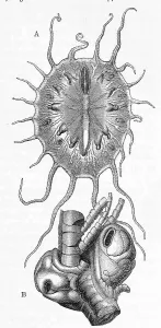 A. Myzostoma gigas, a genus of marine worms
