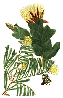 A. scolymocephalus seu Conocarpodendron folio angustos